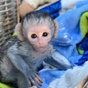 Male Macaque monkey ( Reno)