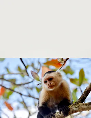 Capuchin Monkey