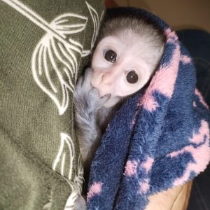 Vervet monkey