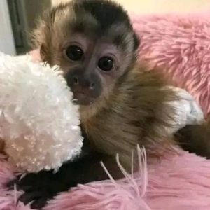 Black Capuchin Monkey for sale