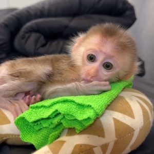 Black short tail macaques monkey