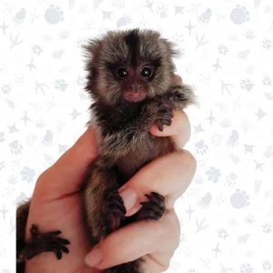 Pygmy marmoset monkey