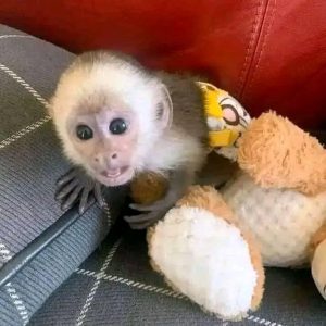 Female capuchin Monkey (Peggi)