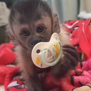 Female capuchin monkey (Stanza)