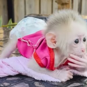 White pigtail macaques monkey