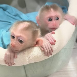 Millo and Molli