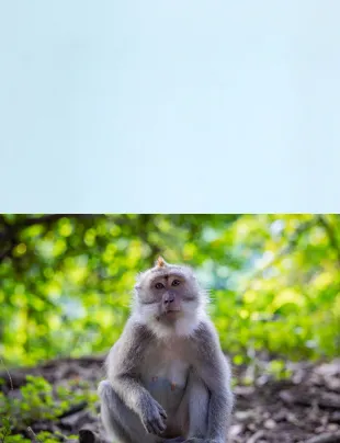Macaques Monkey