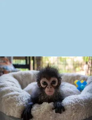 Spider Monkey