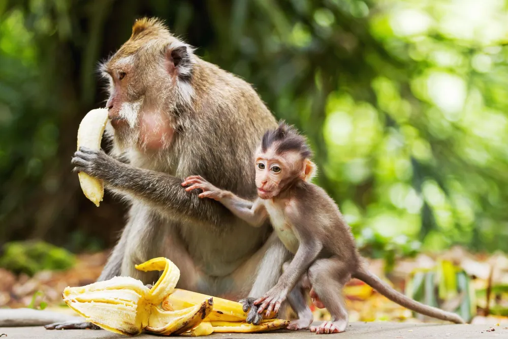 Haven Monkey Home